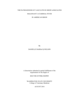 The pathogenesis of vasculitis in sheep-associated malignant catarrhal fever in American bison