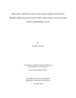 Isolation, identification and characterization of RNA binding proteins involved in prolamine MRNA localization in rice endosperm cells