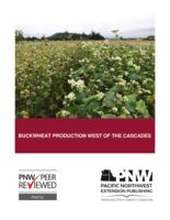 Buckwheat production west of the Cascades
