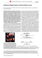 Testicular degeneration in Bclw-deficient mice
