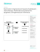 Examination of generational impacts of adolescent chemotherapy: Ifosfamide and potential for epigenetic transgenerational inheritance