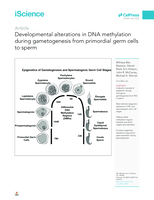 Developmental alterations in DNA methylation during gametogenesis from primordial germ cells to sperm