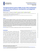 Transgenerational sperm DMRs escape DNA methylation erasure during embryonic development and epigenetic inheritance