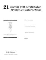 Sertoli cell-peritubular myoid cell interactions
