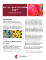 Why do leaves turn red?