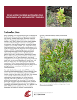 Down woody debris microsites for growing black huckleberry shrubs