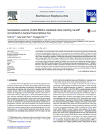 Sumoylation controls CLOCK-BMAL1-mediated clock resetting via CBP recruitment in nuclear transcriptional foci