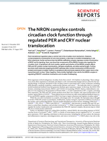 The NRON complex controls circadian clock function through regulated PER and CRY nuclear translocation