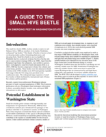 A guide to the small hive beetle: an emerging pest in Washington State