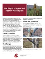 Fire blight of apple and pear in Washington