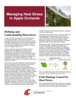 Managing heat stress in apple orchards