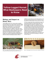 Yellow-legged hornet: what beekeepers need to know