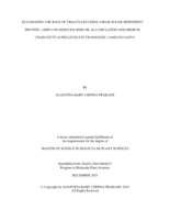 ELUCIDATING THE ROLE OF TRIACYLGLYCEROL LIPASE SUGAR-DEPENDENT PROTEIN 1 (SDP1) ON REDUCED SEED OIL ACCUMULATION AND MEDIUM CHAIN FATTY ACIDS LEVELS IN TRANSGENIC CAMELINA SATIVA