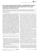 Class I Histone Deacetylase HDAC1 and WRN RECQ Helicase Contribute Additively to Protect Replication Forks upon Hydroxyurea-induced Arrest